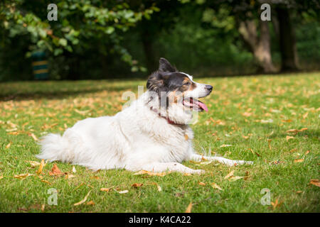 Border collie dog lying down on grass in a park Stock Photo