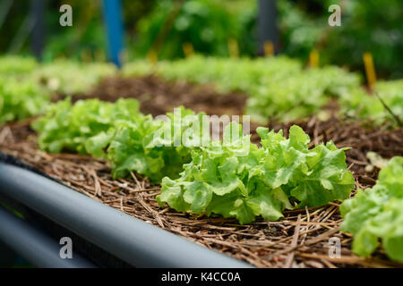 Hydroponic vegetable farm, Agriculture and food concept. (Green oak Lettuce salad) Stock Photo