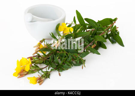 Evening Primrose With Mortar And Pestle On White Background Stock Photo