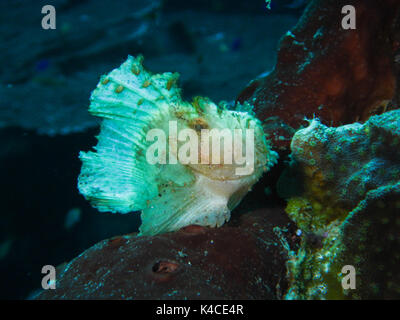 Whitish Scorpion Leaf Fish Lying In Ambush In Coral Reef, Dark Background Stock Photo