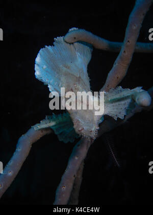 Whitish Scorpion Leaf Fish Lying In Ambush On Tube Sponge, Dark Background Stock Photo