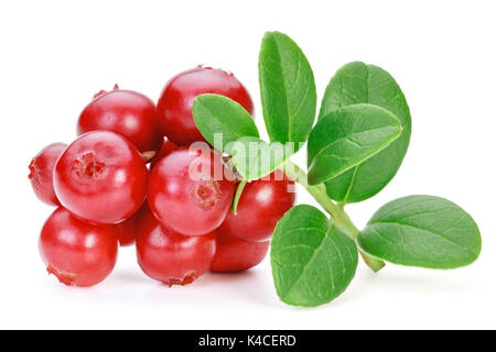 Closeup of red lingonberries (cowberries, foxberries) with leaves, isolated on the white background, clipping path included. Stock Photo