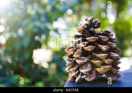 A pine cone and sunlight reflected in the trees Stock Photo