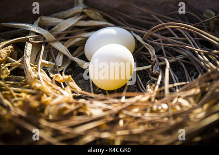 Bird's nest and dove's eggs Stock Photo