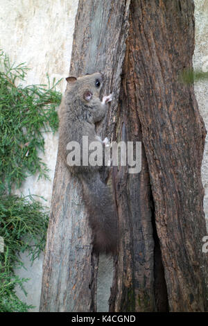 The edible dormouse or fat dormouse ,Glis glis wild rodent Stock Photo