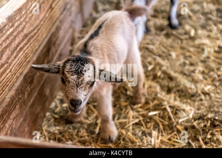 A newborn baby goat stands on wobbly legs, close up of cute farm animal in barn. Stock Photo