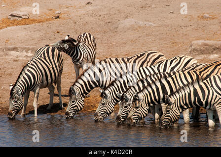 Zebras drinking at Chudob Waterhole, Etosha National Park, Namibia Stock Photo