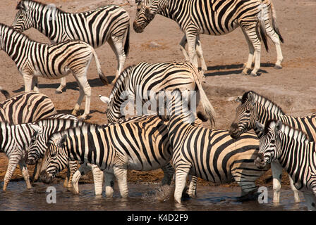 Zebras drinking at Chudob Waterhole, Etosha National Park, Namibia Stock Photo