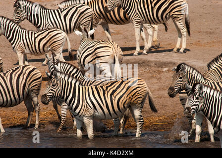 Zebras drinking at Chudob Waterhole, Etosha National Park, Namibia Stock Photo