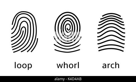 Three fingerprint types on white background. Loop, whorl, arch patterns Stock Vector