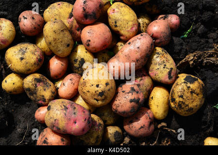 Potatoes of different varieties lie on ground Stock Photo