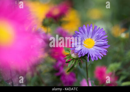 Callistephus chinensis. Aster giant single andrella mixed flowers in an English garden border Stock Photo