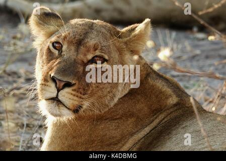 Lioness looking in Botswana,Africa Stock Photo