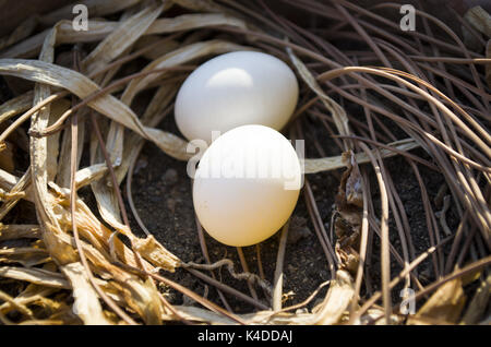 Two eggs in a bird's nest Stock Photo