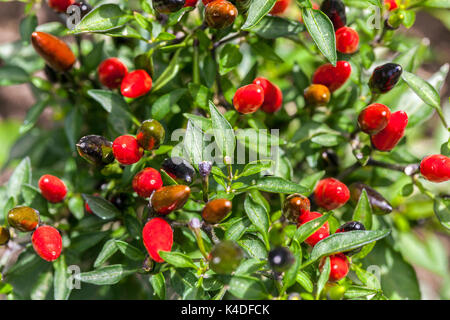 Chilli pepper plant Capsicum annuum 'Black Prince' chilli plant Stock Photo