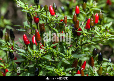 Chilli pepper chilli plant Capsicum annuum 'Black Prince' Chillies Growing Stock Photo