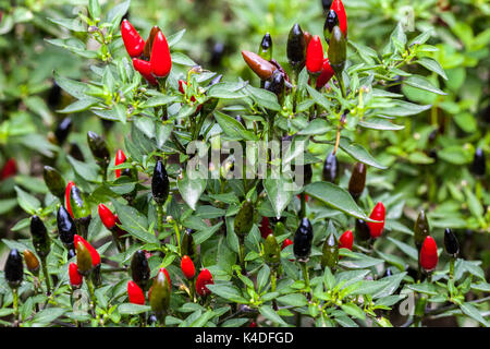 Capsicum annuum 'Black Prince' Chilli peppers plant hot pepper growing Stock Photo