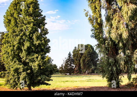 Horses graze on a pasture on a ranch near Modesto California USA Stock Photo