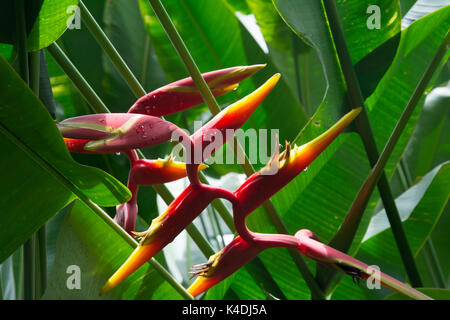 Strelitzia or Bird of Paradise plants in the Singapore Botanic Gardens Stock Photo