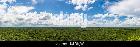 Panorama of the jungle from the top of the Cobà pyramid, Cobà archaeological site, Quintana Roo, Mexico. Stock Photo