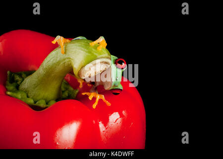 One inch red eyed tree frog on a red pepper
