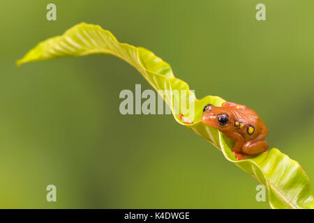 Bright orange golden sedge frog sitting on a green leaf Stock Photo