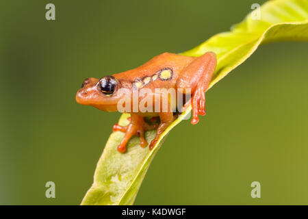 Bright orange golden sedge frog sitting on a green leaf Stock Photo