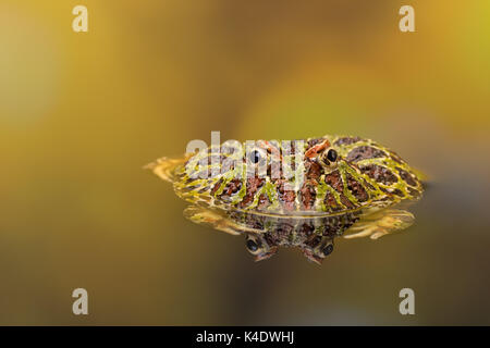 Ornate Horned Frog or Pacman frog reflected in golden waters Stock Photo