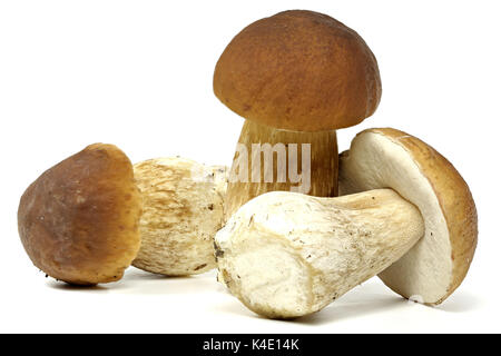 porcini mushrooms fresh from the forest isolated on white background Stock Photo