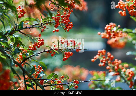 Scarlet firethorn in garden Stock Photo