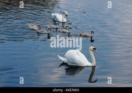 Mute swans and six cygnets swimming on a lake Stock Photo