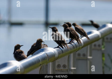 Young starlings perch on a fence next to river Thames in London, England, United Kingdom, UK Stock Photo