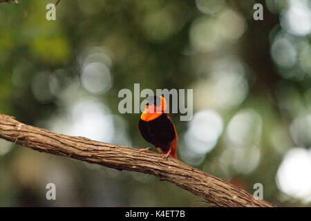 Male Northern red bishop Euplectes franciscanus is an orange and black bird found in Senegal and Kenya Stock Photo
