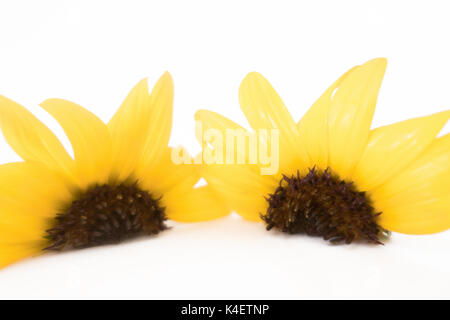 Two sunflowers halves on a white background. Stock Photo