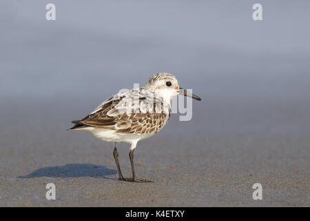 A sanderling foraging on the shore Stock Photo
