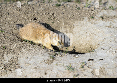 Prairie Dog stands at his entrance to rock den Stock Photo