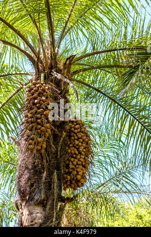 Bocaiuva or Macauba - Acrocomia aculeata - Brazilian native tree Stock ...