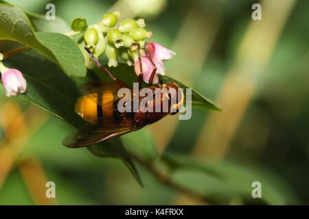 Hornet mimic hoverfly (volucella zonaria). Harmless insect camouflaged by looking as much more aggressive and dangerous species. Stock Photo
