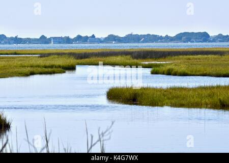 Wild horse (Equus ferus caballus) at the Assateague island National seashore Stock Photo