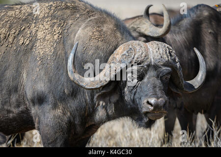 Cape Buffalo, Lewa Wildlife Conservancy, Kenya Stock Photo