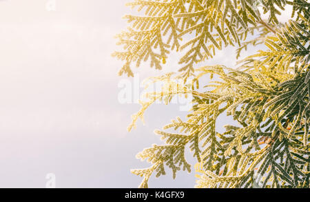 arborvitae branches covered with frost on a background of snow and winter lit by the morning sun. with space for text Stock Photo
