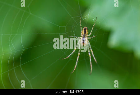 Metellina Segmentata or Metellina Mengei spider on a web in the UK. Spider web. Spiders web. Spider in a web. Spiderweb UK. Stock Photo