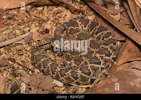 Mexican West Coast Rattlesnake (Crotalus basiliscus) from Sonora, Mexico. Stock Photo