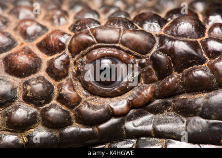 The eye of the Rio Fuerte Beaded Lizard (Heloderma exasperatum) from Sonora, México. Stock Photo