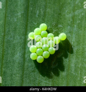 Wanzeneier, Wanze, Rhinocoris, iracundus Stock Photo