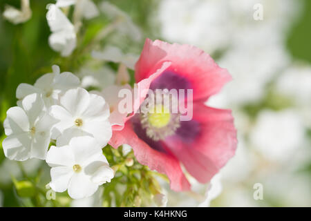 pink poppy and white phlox Stock Photo