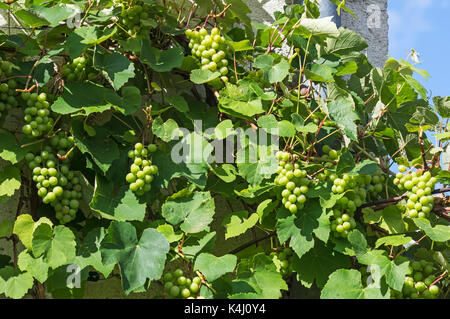 grape-vine, vine (Vitis vinifera), vine espalier, Germany Stock Photo ...