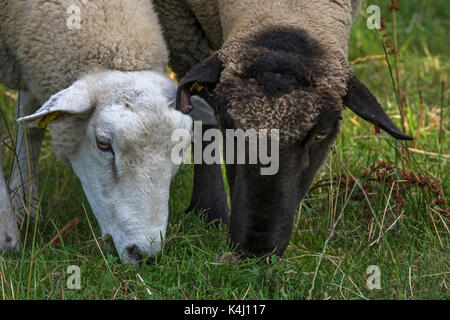 Texel sheep and black-headed sheep grazing, Mecklenburg-Western Pomerania, Germany Stock Photo
