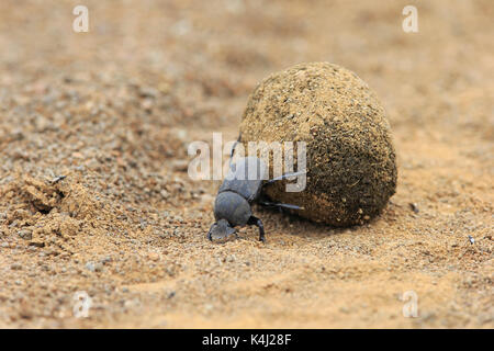 Dung beetle (Scarabaeus sacer), adult, rolling dung ball, elephant dung for egg deposition, Saint Lucia Estuary Stock Photo