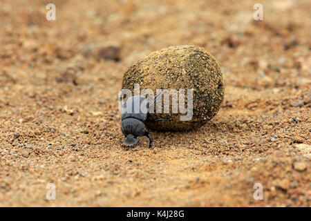 Dung beetle (Scarabaeus sacer), adult, rolling dung ball, elephant dung for egg deposition, Saint Lucia Estuary Stock Photo